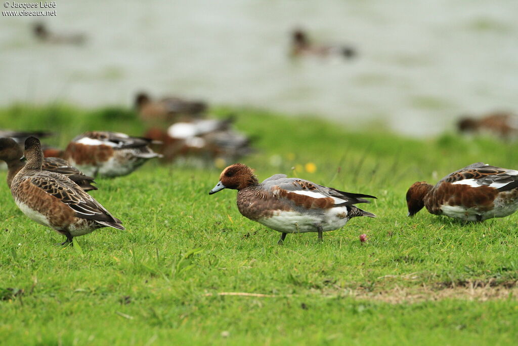 Canard siffleur