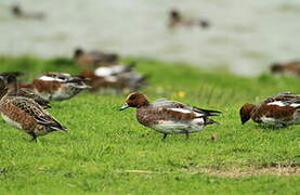 Canard siffleur