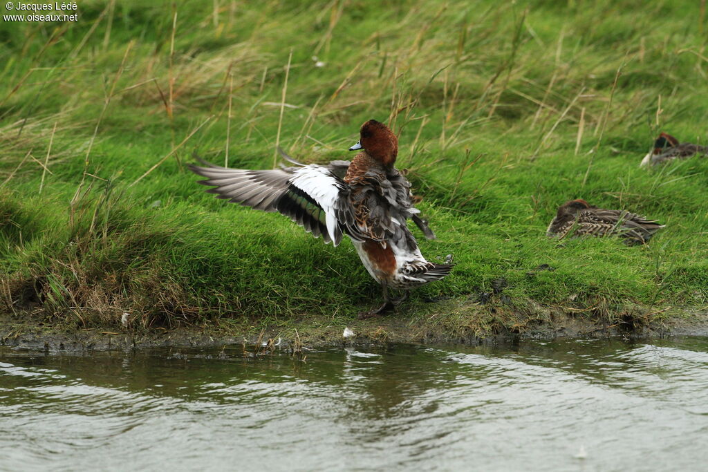 Canard siffleur