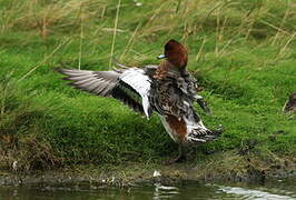 Eurasian Wigeon