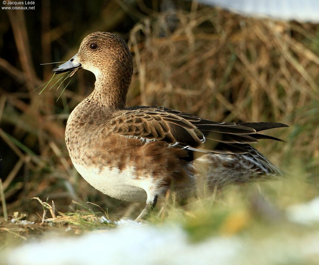 Eurasian Wigeon