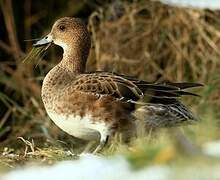 Eurasian Wigeon