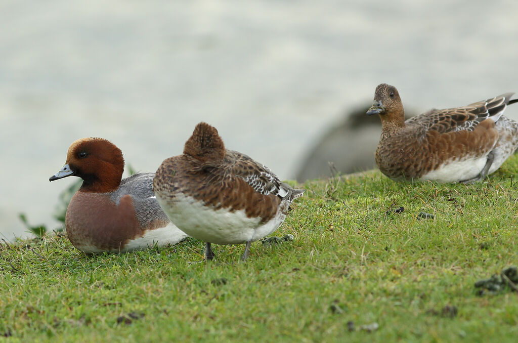 Canard siffleur