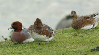 Canard siffleur