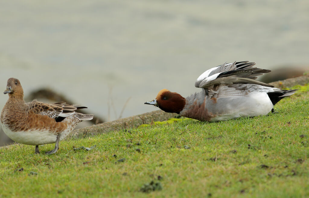 Canard siffleur