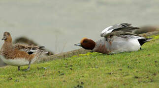 Canard siffleur