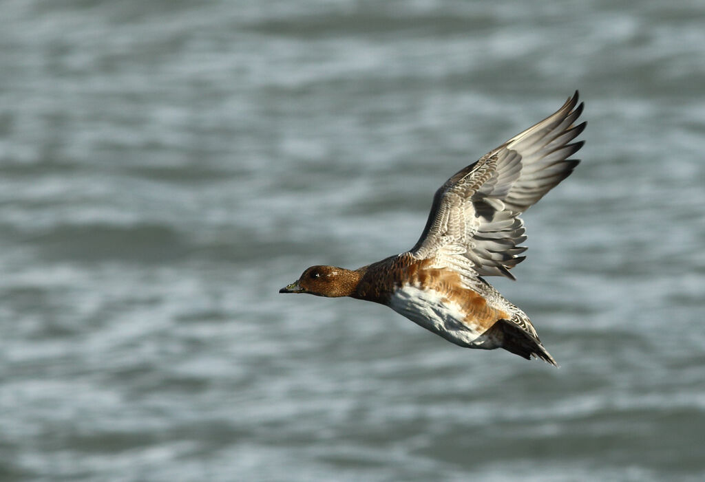 Canard siffleur