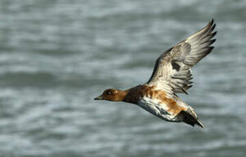 Canard siffleur