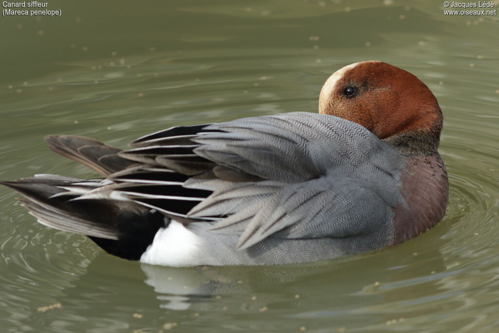 Canard siffleur