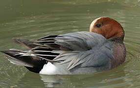 Eurasian Wigeon