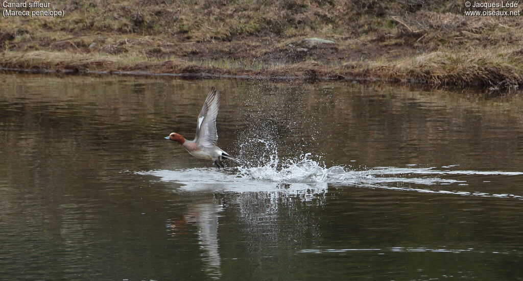 Eurasian Wigeon