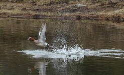 Canard siffleur