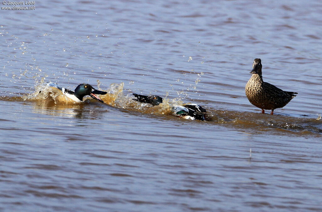 Canard souchet 