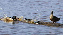 Canard souchet