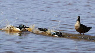 Northern Shoveler