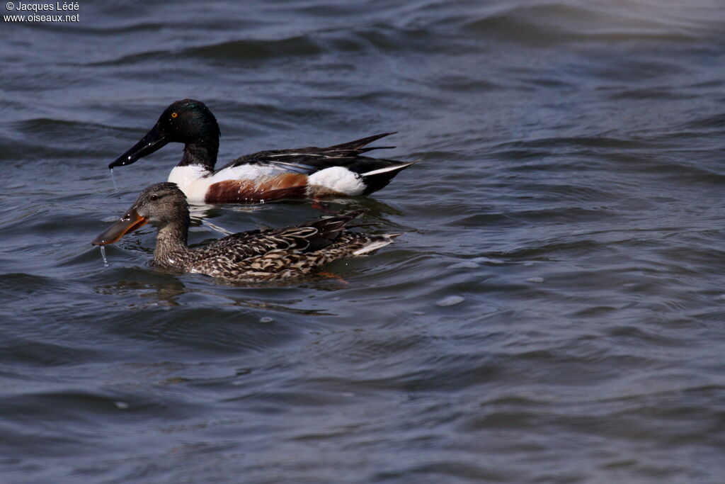 Canard souchet