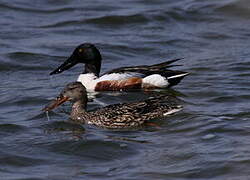 Canard souchet