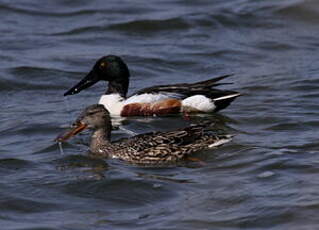 Canard souchet