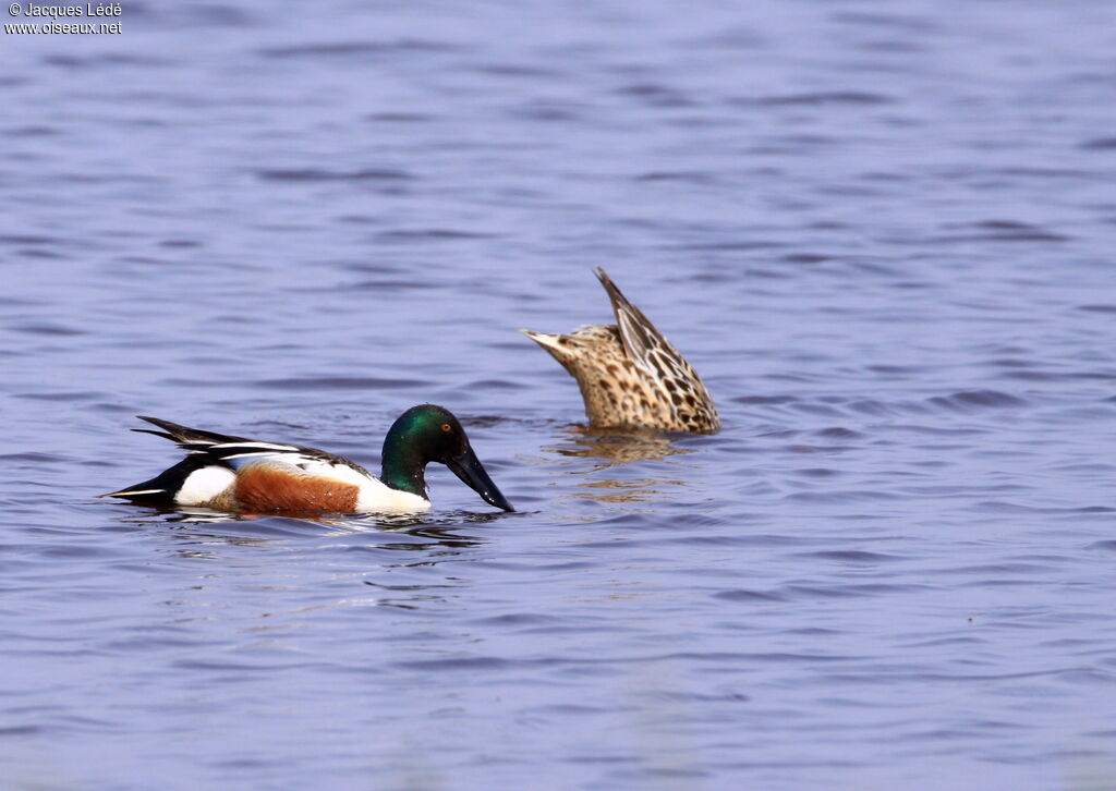 Northern Shoveler