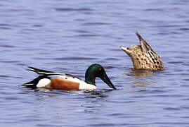 Northern Shoveler