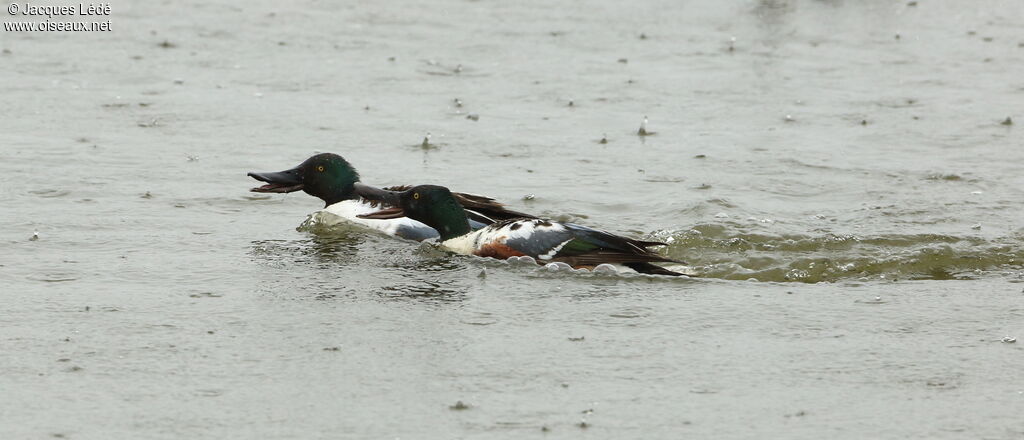 Canard souchet