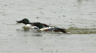 Northern Shoveler