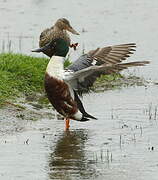 Northern Shoveler