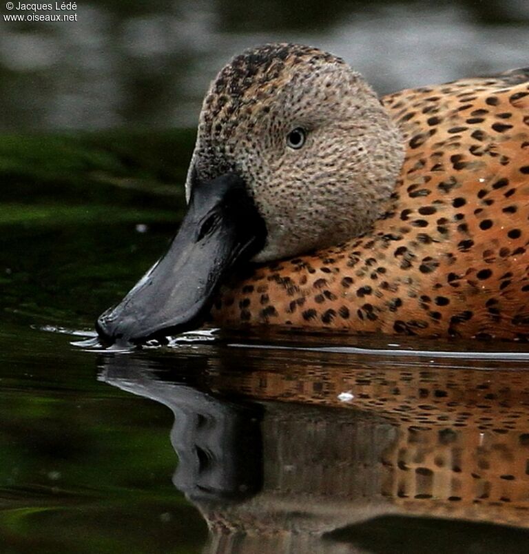 Red Shoveler