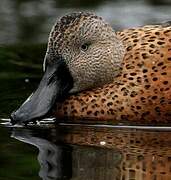 Red Shoveler