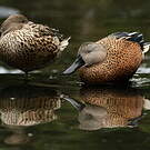 Canard spatule