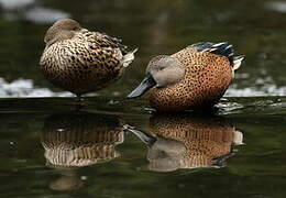 Canard spatule