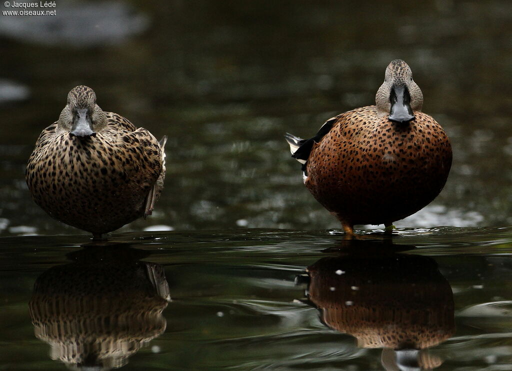 Canard spatule