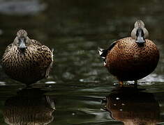 Canard spatule