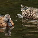 Canard spatule