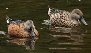 Canard spatule