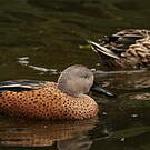 Canard spatule