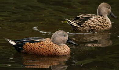 Canard spatule