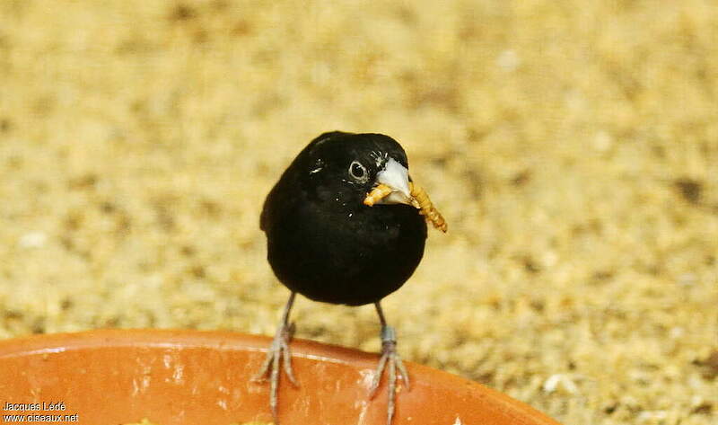 Capucin noir jale148547