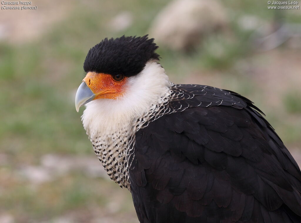 Caracara huppé