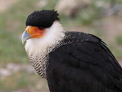 Southern Crested Caracara