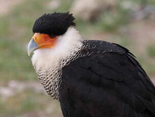 Caracara huppé