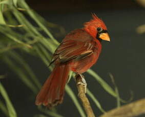 Cardinal rouge