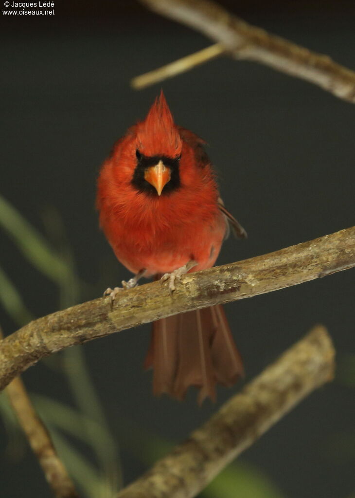 Cardinal rouge