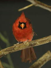 Cardinal rouge