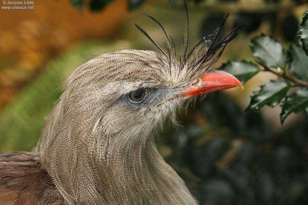 Red-legged Seriema