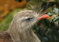 Red-legged Seriema