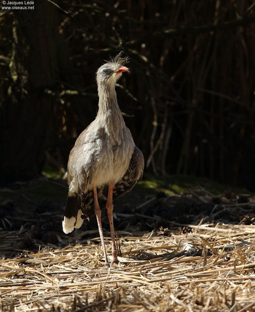 Red-legged Seriema