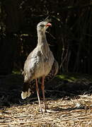 Red-legged Seriema