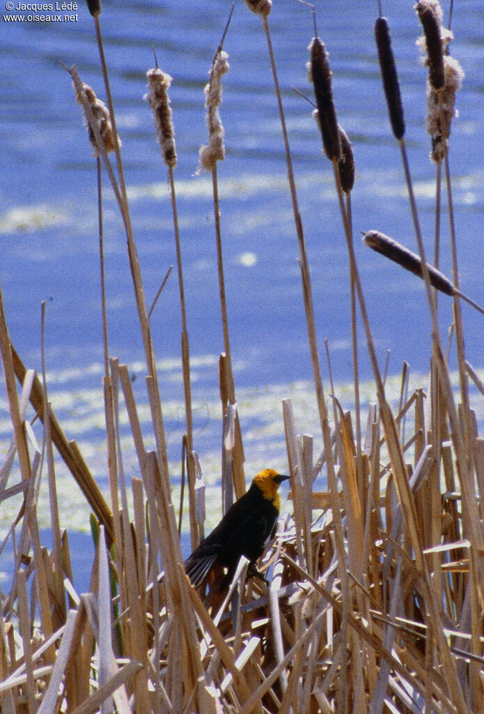 Yellow-headed Blackbird