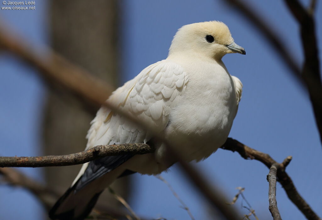 Carpophage blanc